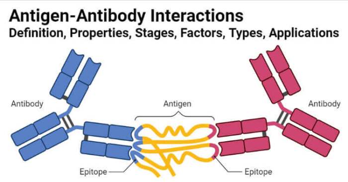 Antigen antibody antigens antibodies microbiology uses specifically