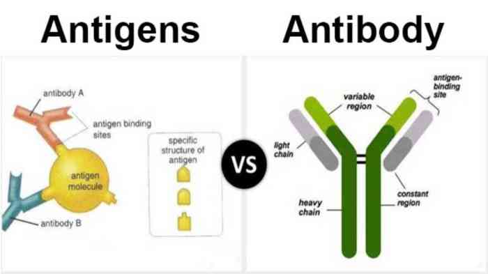 Which of the following statements is true of antigen-antibody interactions