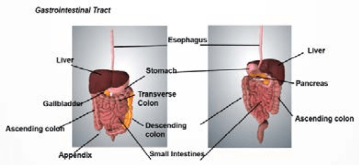 Gastrointestinal system hourly rounds shadow health