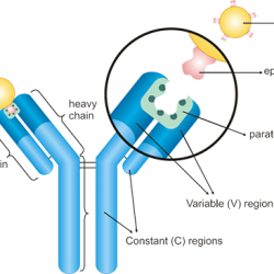 Antigen antibody interactions