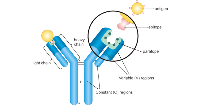 Antigen antibody interactions