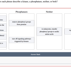 Classify the phrases. does each phrase describe a kinase